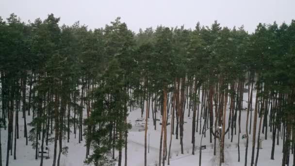 Branches Trees Covered Snow View Winter Snowy Landscape — Stockvideo