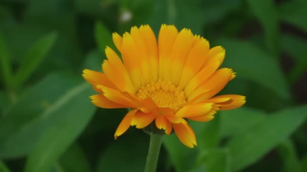 Calendula Bloeiende Plant Met Mooie Oranje Bloemblaadjes Omgeven Door Groen — Stockvideo