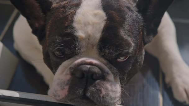 Anjing Bulldog Lucu Perancis Mencari Kamera Pemirsa Bergerak Lambat Gerak — Stok Video
