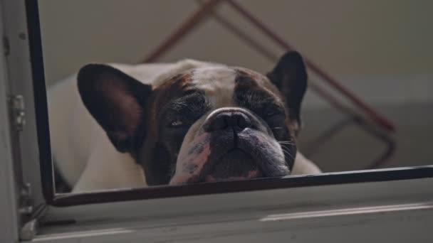 Söt Fransk Bulldogg Sätta Huvudet Tröskeln Tittar Till Tittarna Kameran — Stockvideo
