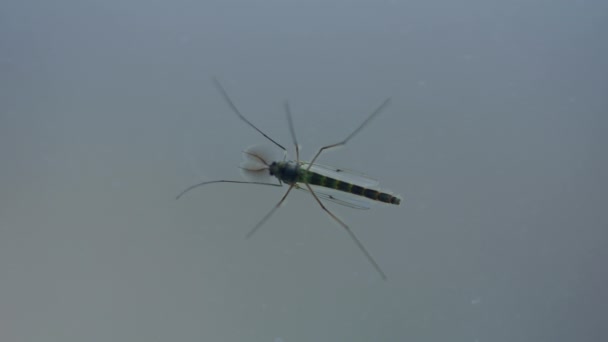 Myggor Som Sitter Fönstret Små Flygande Insekter Nära Håll — Stockvideo