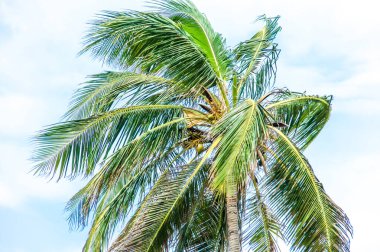 Escape to tropical paradise with palm trees, sunsets, and exotic vibes. Explore the beauty of coconut trees against clear blue skies. Discover the essence of island living and the allure of beach clipart