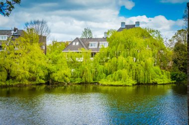 A large willow tree with lush green leaves droops its branches by a lake. A house sits peacefully in the background, creating a scene of lakeside tranquility. However, the extensive root system of clipart