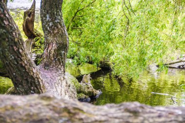 Bereketli yeşil yaprakları olan uzun bir ağaç güneşli bir günde sakin bir nehrin üzerinde asılı durur. Amsterdam 'daki deniz manzarası kuşlar ve böcekler için dinlenmek için mükemmel bir yer..