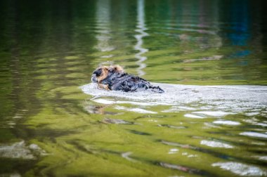 Amsterdam 'da kahverengi ve siyah paltolu bir köpek gölde kürekle serinliyor. Belki bir Schnauzer, Terrier, Water Dog, Sea Otter veya Beaver? Yaz sıcağını yenmek için ilham arıyorum.?