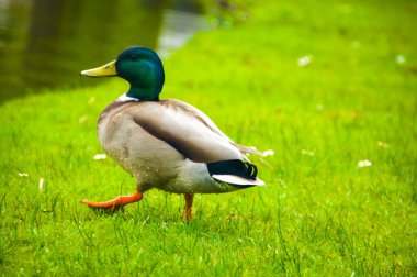 Amsterdam 'da huzurlu bir göletin yanındaki yeşil bir tarlada bir yaban ördeği tetikte bekliyor. Sahne, kentin birçok kanal ve su yolunu yansıtan bir sükunet hissi uyandırıyor..