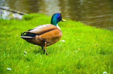 A mallard duck rests on a vibrant green field in Amsterdam. The lush landscape creates a peaceful scene, showcasing the beauty of wildlife in a natural setting. Tranquility reigns at the park, clipart