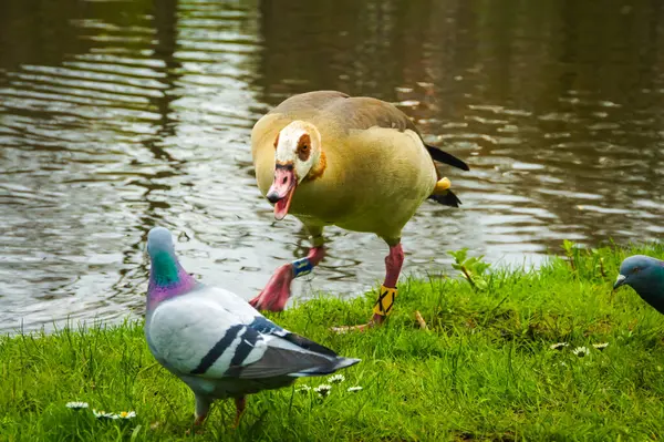 stock image In Amsterdam, a tranquil scene unfolds at a park pond. Three feathered companions share the space: a duck and two pigeons. Peaceful coexistence reigns supreme.