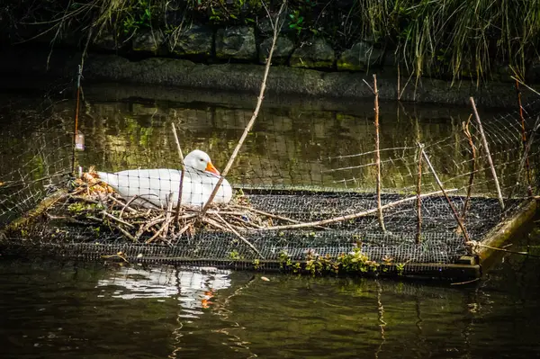 Stock image A white duck rests in a calm Amsterdam pond.  While caged, it appears healthy, sparking questions about its purpose.  Is it injured and receiving care, or perhaps a protected species? The scene