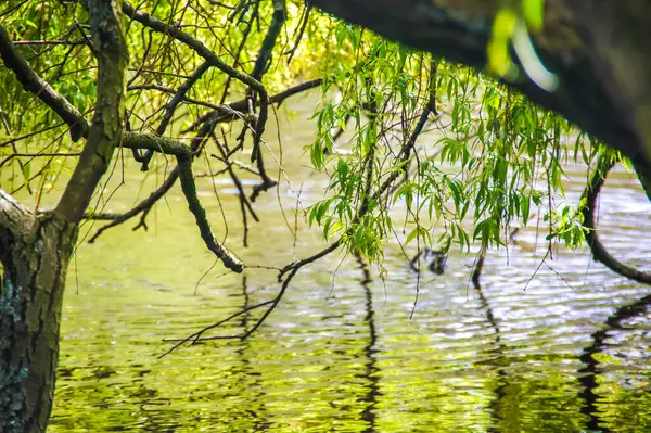 Amsterdam 'da durgun bir göl boyunca uzanan, bir ağaç dalının yapraklarından oluşan yemyeşil bir gölgelik, suyun yüzeyini fırçalıyor. Deniz kenarındaki huzurlu manzara, doğada huzurlu bir kaçış sunuyor.