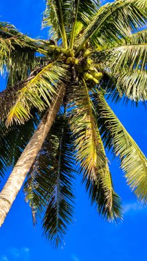 Yeşil hindistan cevizli bir palmiye ağacı, parlak mavi gökyüzüne doğru sallanıyor. Cook Adaları, tropikal cennet ve rahatlamayı somutlaştırır. Doğanın güzelliğinin ve çevrenin öneminin çarpıcı bir kanıtı.