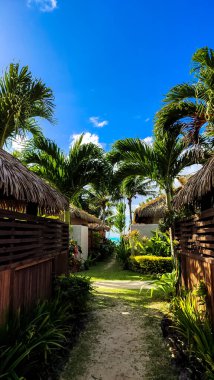 Yeşillik Cook Adaları 'ndan sahil kenarındaki bungalovlara doğru tropikal yollar esiyor. Sallanan palmiyeler ve canlı yapraklar huzurlu ve huzurlu bir kaçış sağlar. Rahatlamak için mükemmel..