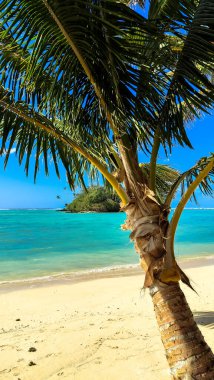 El değmemiş beyaz kumda sallanan palmiye ağacı. Cook Adaları. Turkuaz su güneşin altında parlıyor. Tropik cennet bulundu. Huzur seni sarar..