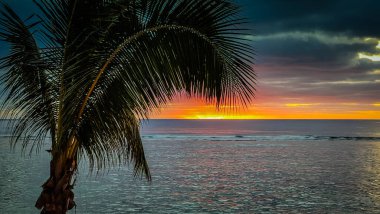 Palmiye ağacı silueti, sakin okyanusun üzerinde canlı Cook Adaları 'nın günbatımını görüntüler. Alacakaranlıkta doğanın sanat eserleri. Huzurlu sahil cenneti bekliyor.