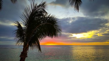 Siluetli palmiye ağaçları Cook Adaları 'nda zarif bir şekilde dans eder, sakin okyanusun üzerinde canlı bir günbatımı tuvaline karşı kurulur. Gün batımında doğanın başyapıtı.
