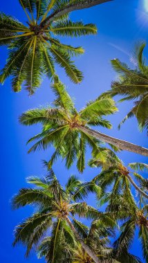 Tropikal esintide palmiyeler yavaşça sallanır, uzun gövdeleri açık mavi gökyüzüne doğru uzanır. Bereketli yeşil yapraklar, güneşten barışçıl bir kaçış sağlayan bir gölgelik oluşturur. Aşçı.