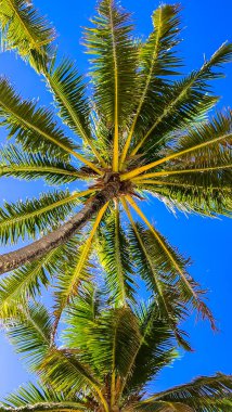 Palm tree, tall and green with fronds reaching towards the sky. Cook Islands, symbol of relaxation and paradise. clipart