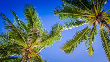 Palmiye ağaçları. Uzun, gür palmiye ağaçları tropikal esintide hafifçe sallanır yaprakları canlı mavi gökyüzüne doğru uzanır. Cook Adaları. Bu ikonik ağaçlar rahatlamayı, cenneti ve...