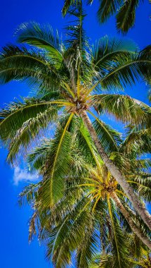 Palmiye ağaçları uzun ve gür, yeşil yaprakları rüzgarda hafifçe sallanıyor. Bu ikonik cennet sembolleri sıcaklık ve kaçışı çağrıştırıyor. Kendini el değmemiş bir plajda rahatlarken hayal et.