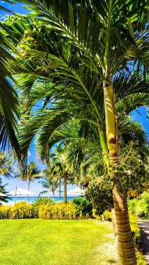 Palmiye ağacı. Açık mavi gökyüzüne karşı yemyeşil yapraklar. Rüzgarda sallanıyor, gölge ve sükunet sunuyor. Rahatlama ve cennetin sembolü. Bu görüntü kaçış ve tatil duygusunu çağrıştırıyor.,