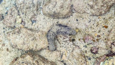 Sea cucumber resembles a horseshoe, dark brown with light spots. Cucumaria frondosa, commonly known as the sea cucumber, is a marine invertebrate. It is a valuable source of food in many cultures clipart