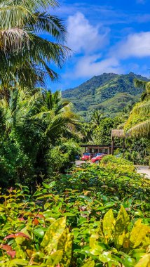 Cook Adaları 'ndaki tropik cennet. Bereketli yeşil çerçeveler, parlak mavi bir gökyüzünün altında bir dağ zeminine karşı sallanan palmiyeler. Cennetin bir bakışı, doğanın güzelliğinin bir hatırlatıcısı.