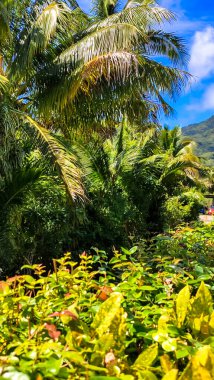 Tropical garden in the Cook Islands. Lush green foliage. Towering palm trees against a clear blue sky. Paradise found. A vibrant tapestry of nature. clipart