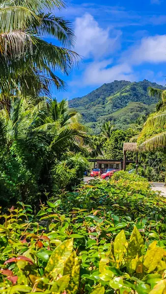 Cook Adaları 'ndaki tropik cennet. Bereketli yeşil çerçeveler, parlak mavi bir gökyüzünün altında bir dağ zeminine karşı sallanan palmiyeler. Cennetin bir bakışı, doğanın güzelliğinin bir hatırlatıcısı.