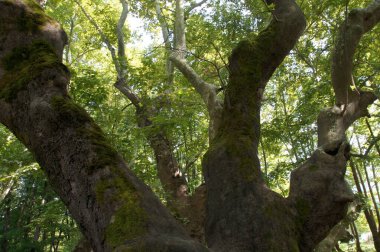Antik BÜLGARYA bükülmüş dalları yosun kaplı ağaç kabuğu güneş ışığı yoğun tepe örtüsü yapraklarını filtreler. Uzun ömürlü doğanın uzun ömürlü sanat eserleri pasaj zamanını gösterir. BÜLGARYA