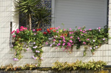 Pencere kutularından çağlayan canlı çiçekler, Portekiz 'in Braga kentinin fayanslı cephesini renkli bir başyapıta dönüştürüyor. Büyüleyici bir balkon bahçesi hayat doludur.