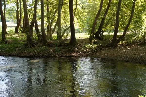 Nehir kıyısı, Bulgaristan. Sakin bir nehrin kenarındaki ağaçların kökleri kıyı boyunca açıktır. Güneş ışığı yaprakların arasından süzülür, suyun üzerine lekeli gölgeler bırakır. Sahne bir duyguyu çağrıştırıyor