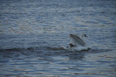 Swan, flapping its wings on choppy water, creating a splash. Possible aggression display or mating ritual. Symbol of grace and beauty, contrasting with the turbulent waves. Czech Republic. clipart