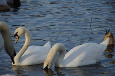 Swans gracefully glide on a calm lake, their white feathers reflecting the sunlight. Their long necks bend towards the water as they search for food, creating a peaceful and serene atmosphere. This clipart