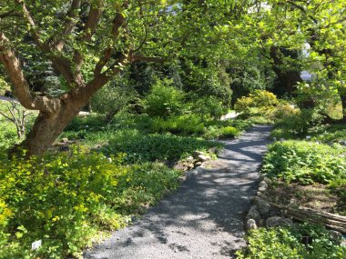 Bahçe yolu, Çek Cumhuriyeti. Bereketli yeşil yapraklar, canlı sarı ve beyaz çiçekli bitkilerin arasından süzülen güneş lekeli bir çakıl yolu çerçeveler. Doğa meraklıları için bir cennet, bu resim sahnesi.
