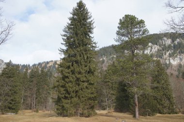 Devamlı yeşil ağaçlardan oluşan sık bir orman uzaktaki karlı dağlara doğru uzanıyor. Sahne, kışın karla kaplanmış muhtemel bir Noel ağacı çiftliğini çağrıştırıyor..