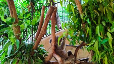 Lush eucalyptus leaves on Hamilton Island are a tasty meal for a koala perched on a branch. Crystal-clear water and swaying palm trees in the distance complete the idyllic tropical scene. clipart