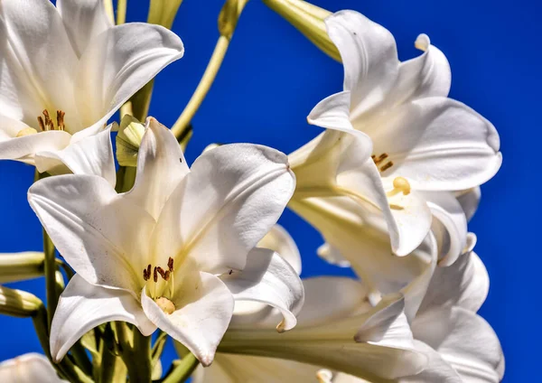 Foto Bild Vackra Blommande Blommor Bakgrund — Stockfoto