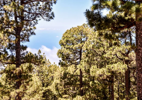 Foto Green High Pines — Foto Stock