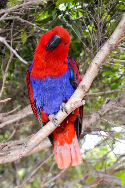Mooie Gekleurde Tropische Papegaai — Stockfoto