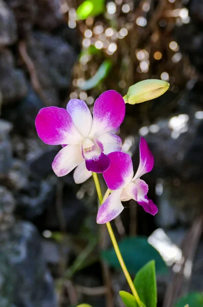Течії Орхідей Тропічному Саду — стокове фото
