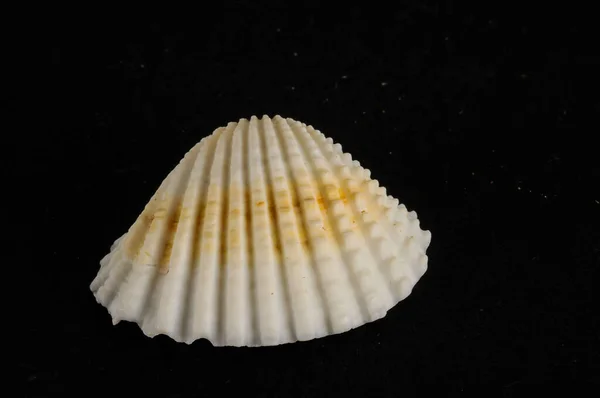 Фотография Seashell — стоковое фото