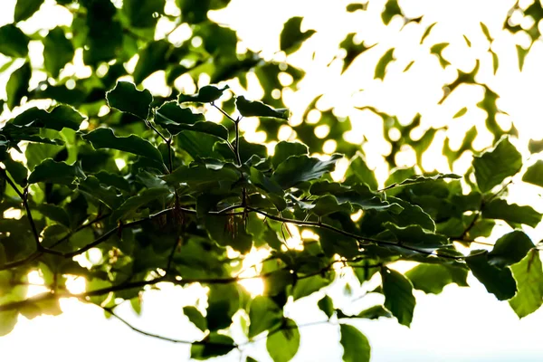 Green Leaves Background Beautiful Photo — Stock Photo, Image