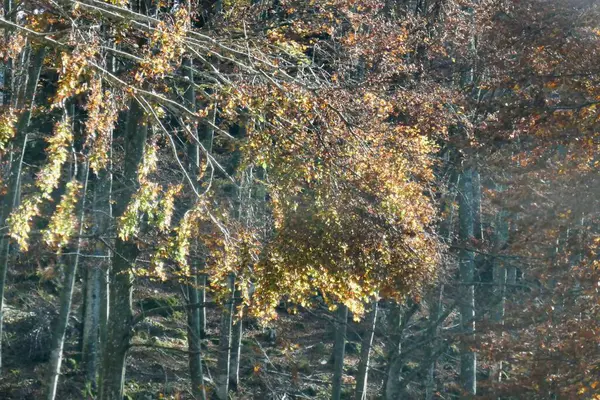 Дерева Восени Фото Фон — стокове фото