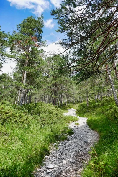 Sentier Forêt Nature — Photo