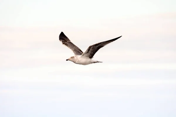 Photo Picture Seagull — 스톡 사진