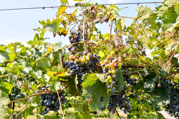 Prachtige Wijngaard Klaar Wijn Produceren — Stockfoto