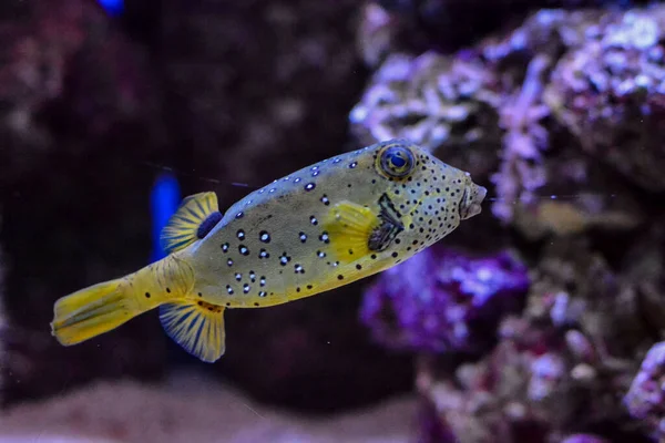 Obrázek Podmořských Ryb Akváriu Vodní Nádrž — Stock fotografie