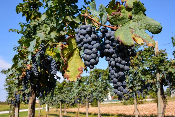 葡萄园上的美丽葡萄准备酿酒的照片 — 图库照片