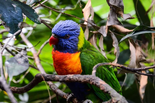 Foto Bild Eines Schönen Farbigen Tropischen Papageien — Stockfoto