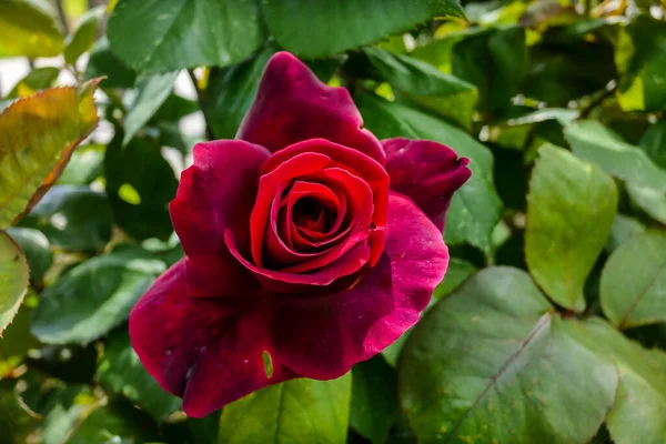 Rose Rouge Dans Jardin Belle Photo — Photo